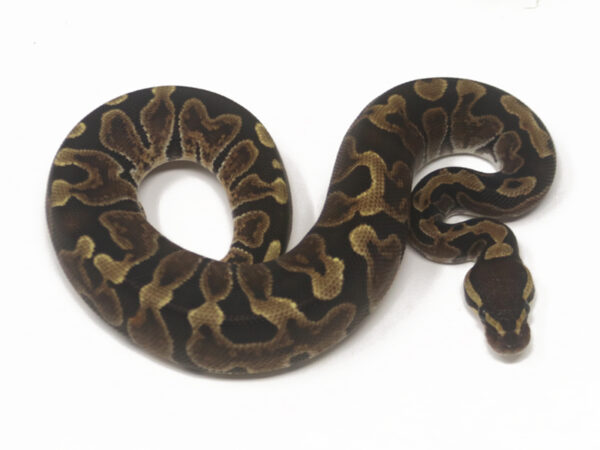 GHI (Female)