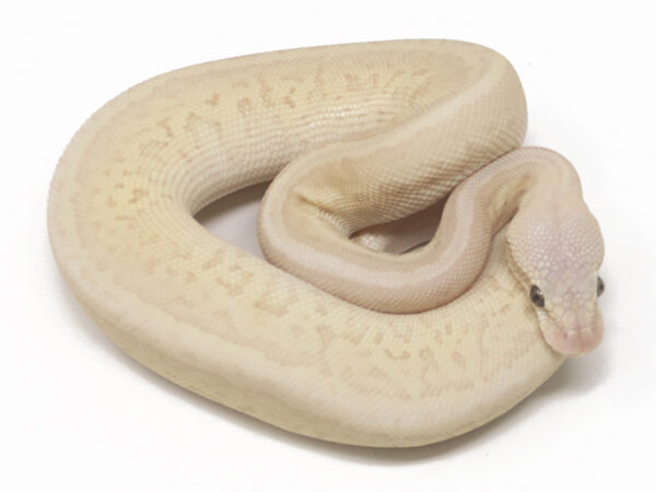 Leopard Super Emperor Pin (Male)