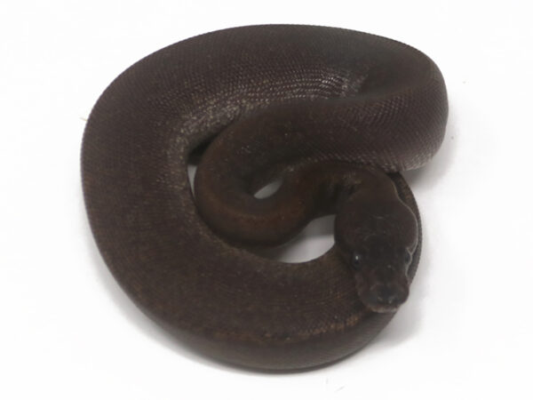 Suma (Female)