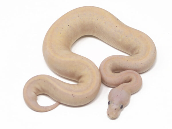 Banana Suma (Female)