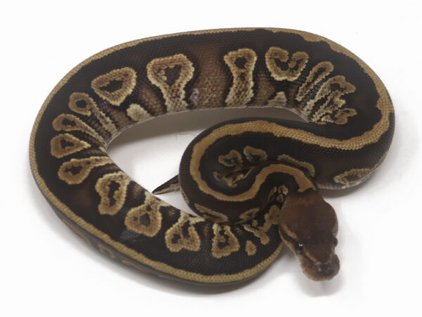 Mahogany (Female)