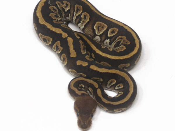 Mahogany (Female)