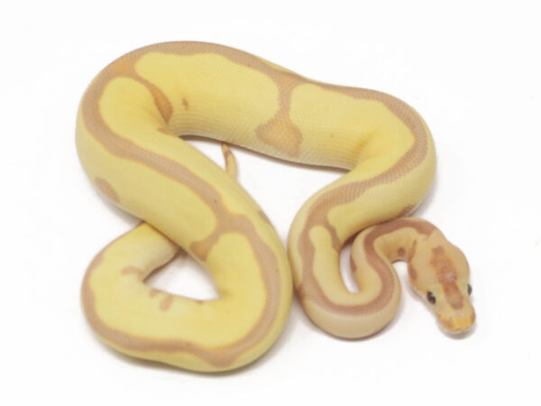 Banana Clown Leopard Enchi (Male)