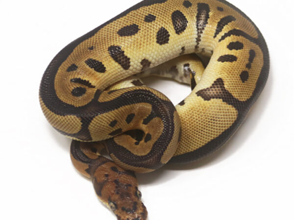 Clown Leopard (Female)