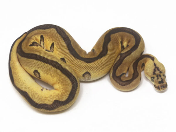 Clown Leopard Pastel (Female)