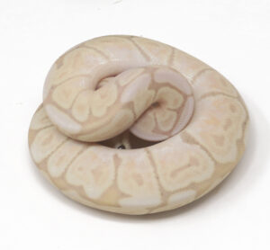 90-15C-Banana-GHI-Het-Red-Axanthic_2026-300x278 90-15C Banana GHI Het Red Axanthic_2026