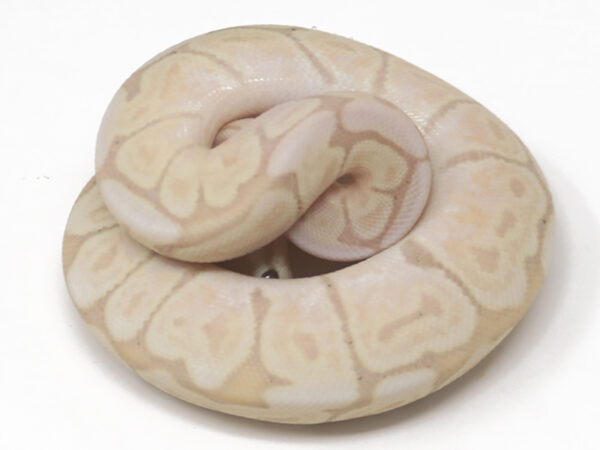 Banana GHI Het Red Axanthic (Male)