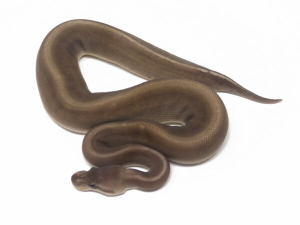 Super Cinnamon GHI (Female)