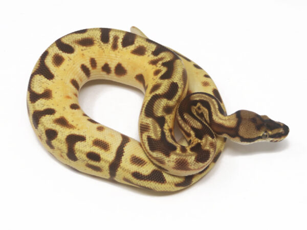 OD Leopard Spotnose Enchi YB (Male)