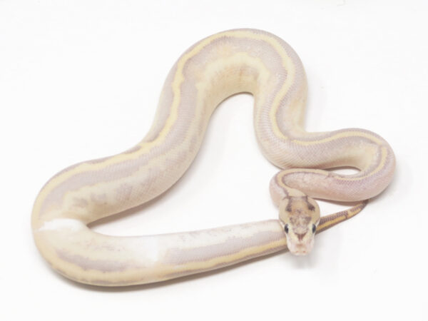 Ivory Leopard Combo (Female)