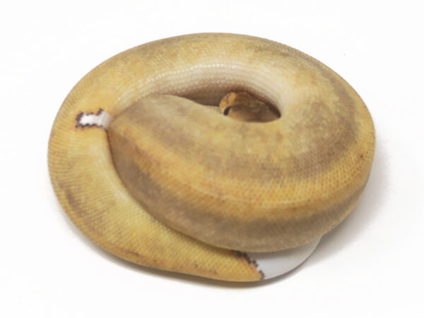 Champagne DR (Female)