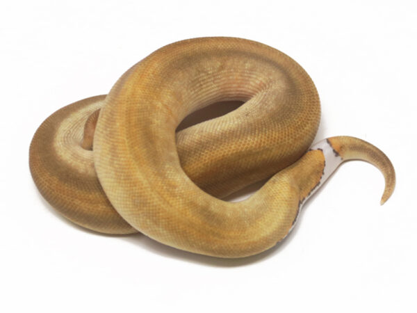 Champin DR (Male)