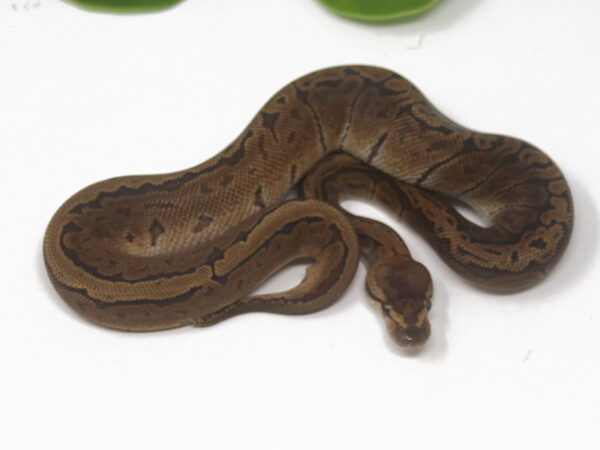 GHI Pin (Male)