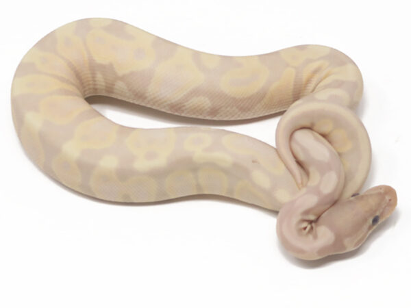 Super Banana (Female)