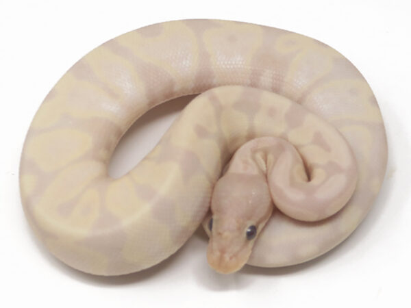 Super Banana (Male)