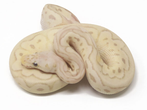 Banana Clown Pewter (Male)