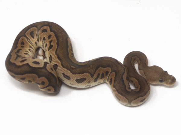 Clown Cinnamon (Female)