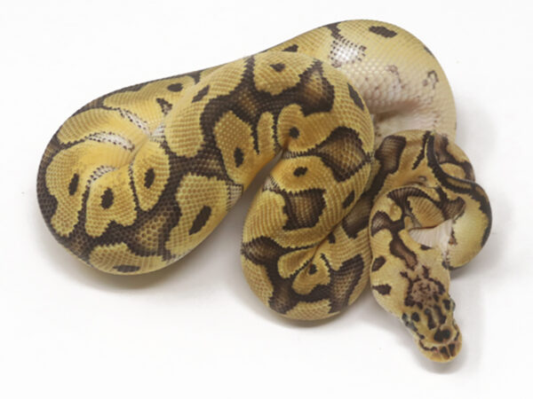 Clown Pastel (Female)