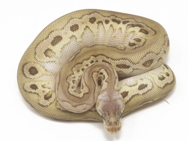 Clown Pewter (Female)