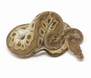 90-7C-Clown-Mojave_2026-300x258 90-7C Clown Mojave_2026