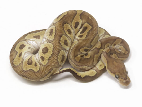 Clown Mojave (Female)