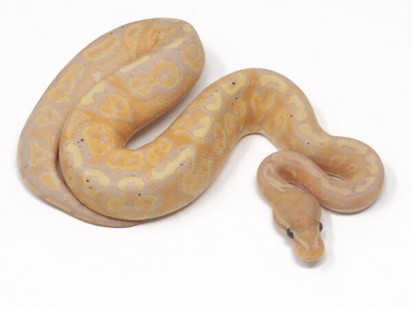 Banana Super Sentinel (Male)