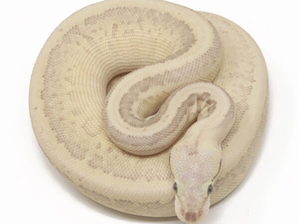 Bamboo Leopard Super Blast (Female)