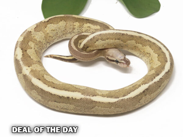 98-2C-Blackhead-Vanilla-Cream_2024_1-600x450 Deal of the day!
