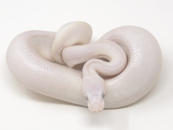 Blue Eye Leucistic (Male)