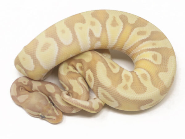 Banana Moochie (Female)