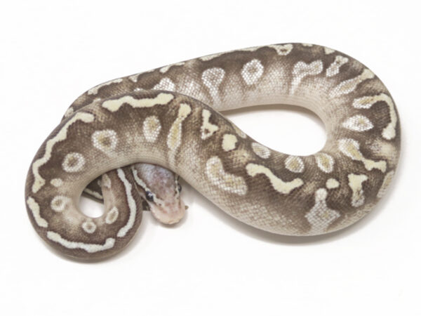 GHI Pastel Butter Enchi (Female)