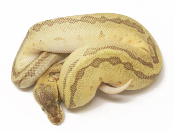 Pastave Pin Enchi (Male)