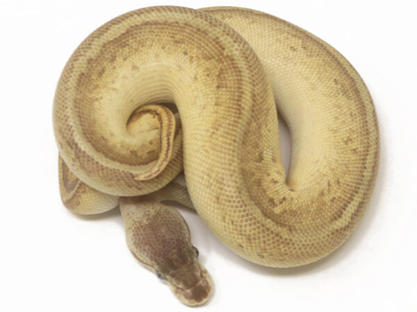 Bongo Lemonblast (Male)