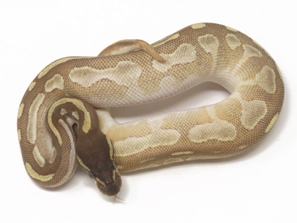 Bongo Mojave Enchi (Female)