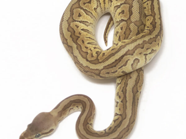 Pastave Pin (Female)