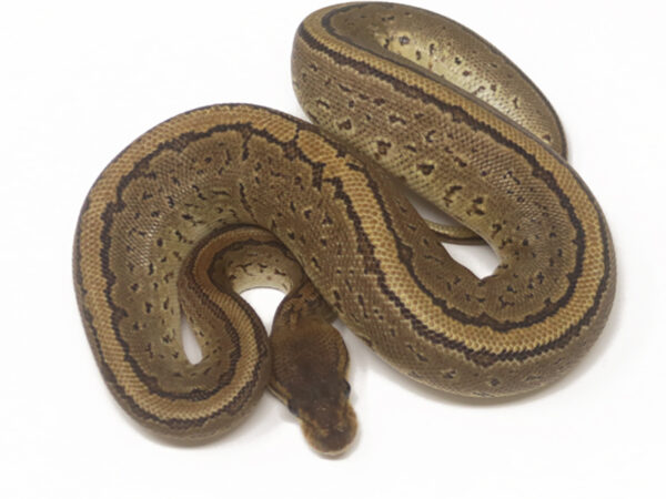 Bongo Pin (Female)