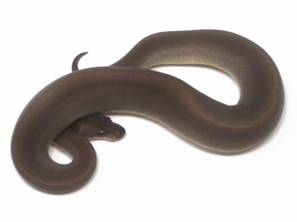 Suma Cinnamon (Male)
