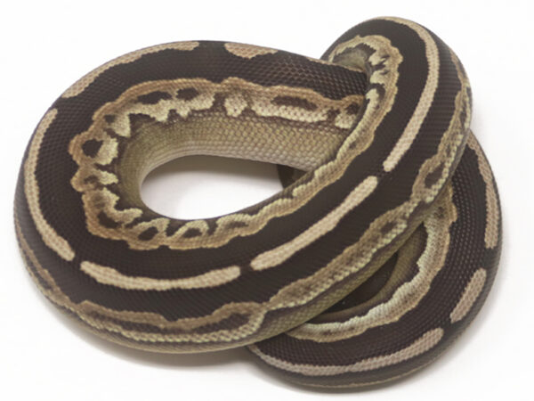 Cinnamon Mojave (Male)