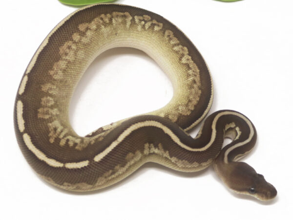 Mahogany Cinnamon Mojave (Female)