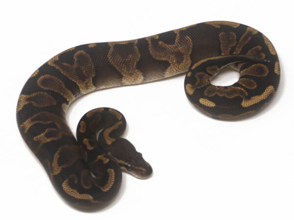 GHI Leopard (Female)