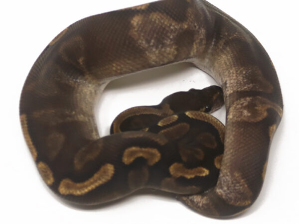 GHI Cinnamon Calico (Female)