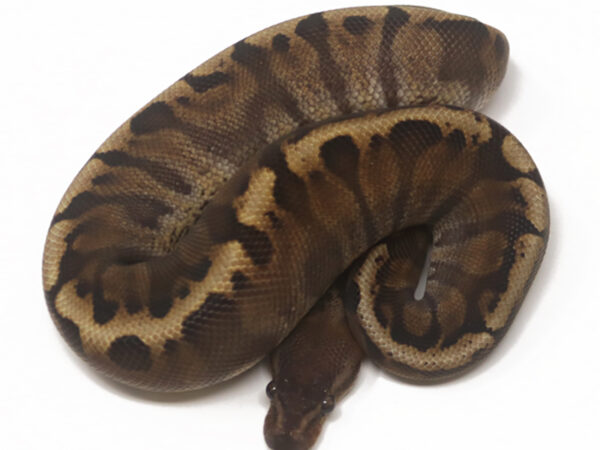 GHI HGW Cinnamon (Male)