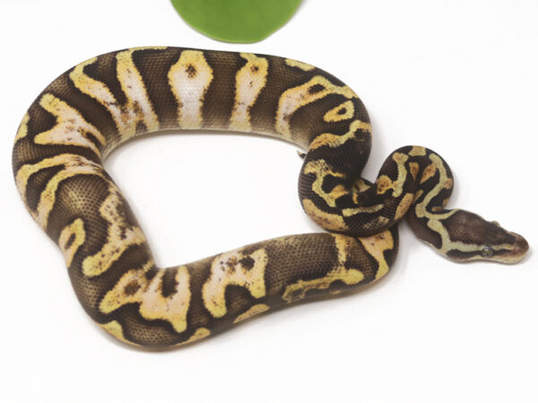 GHI Pastel Calico (Female)