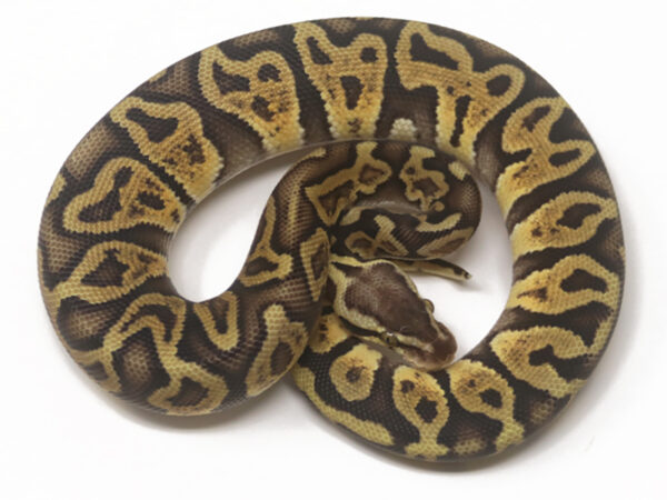 GHI Pastel (Female)