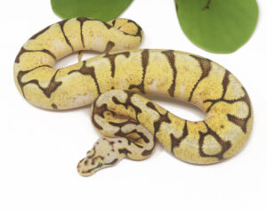 18-17B-Enchi-Bee_2026-300x236 18-17B Enchi Bee_2026
