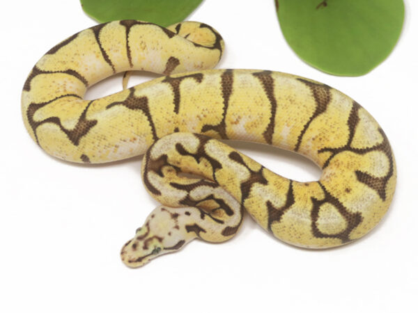 Enchi Bee (Female)