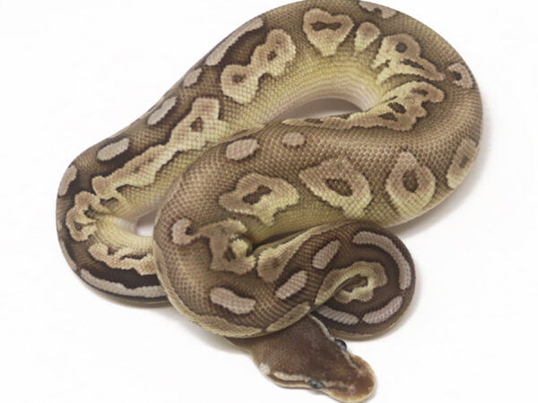 Pewter Mojave (Female)