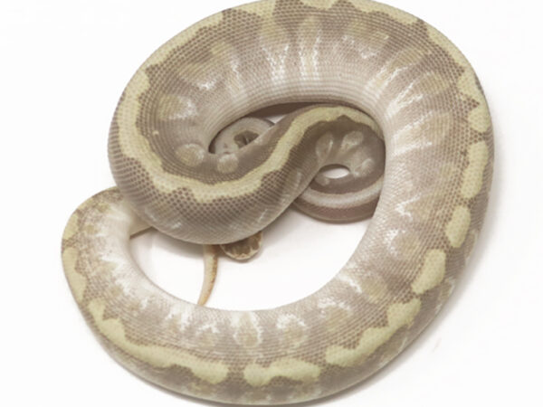 GHI Pastel Butter Enchi (Female)