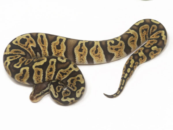 GHI Pastel (Male)