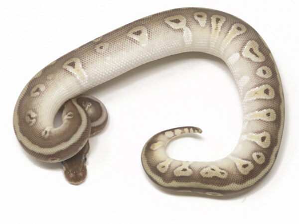 HGW Mojave (Female)
